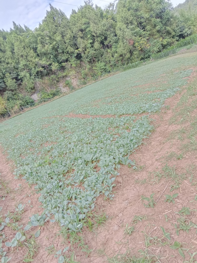 甘蓝苗，包包菜苗，松花苗，西兰花苗