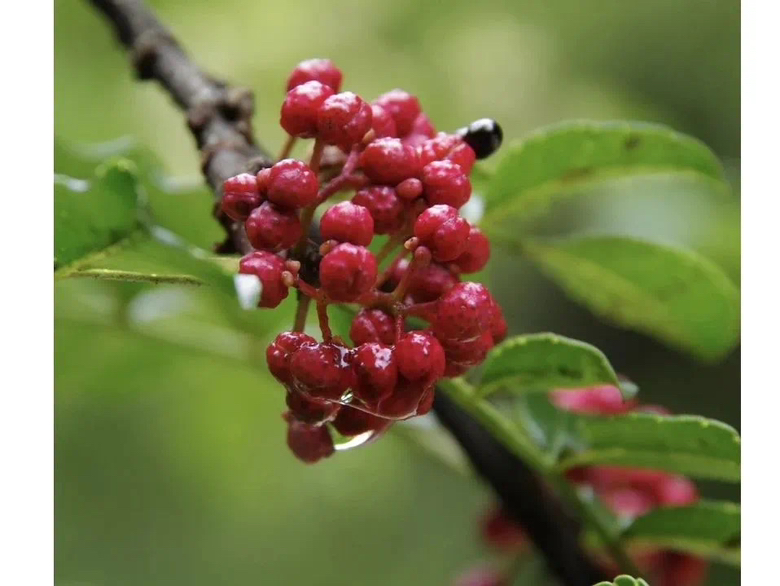 红花椒果实特写