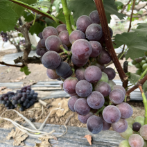 聊城万亩种植面积，葡萄大量上市，欢迎大家光临