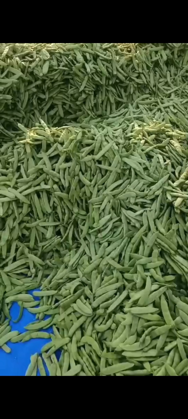吉林公主岭陆地大油豆大量上市，质量好价格合理，可供全国