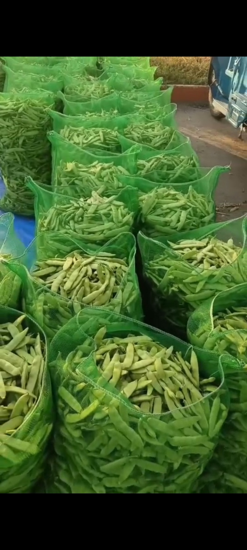 吉林公主岭陆地大油豆大量上市，质量好价格合理，可供全国