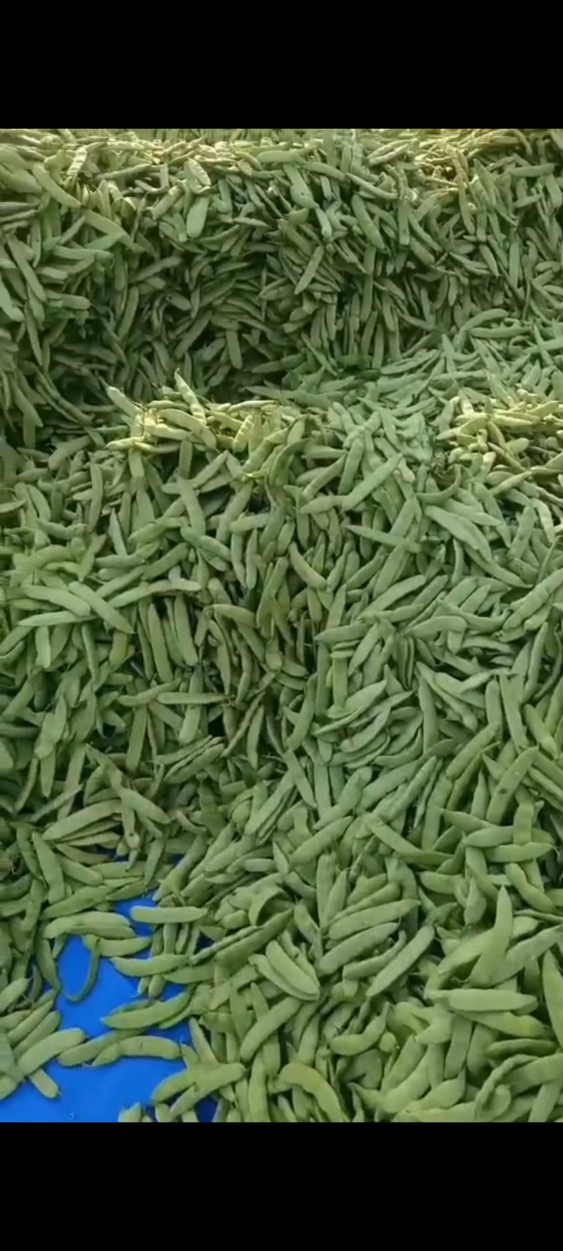 吉林公主岭陆地大油豆大量上市，质量好价格合理，可供全国