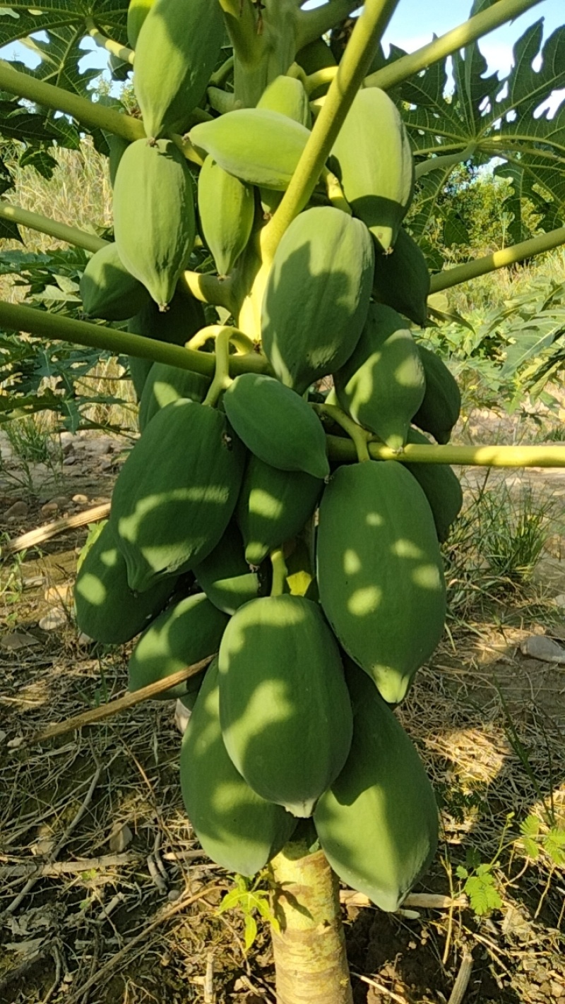 青木瓜