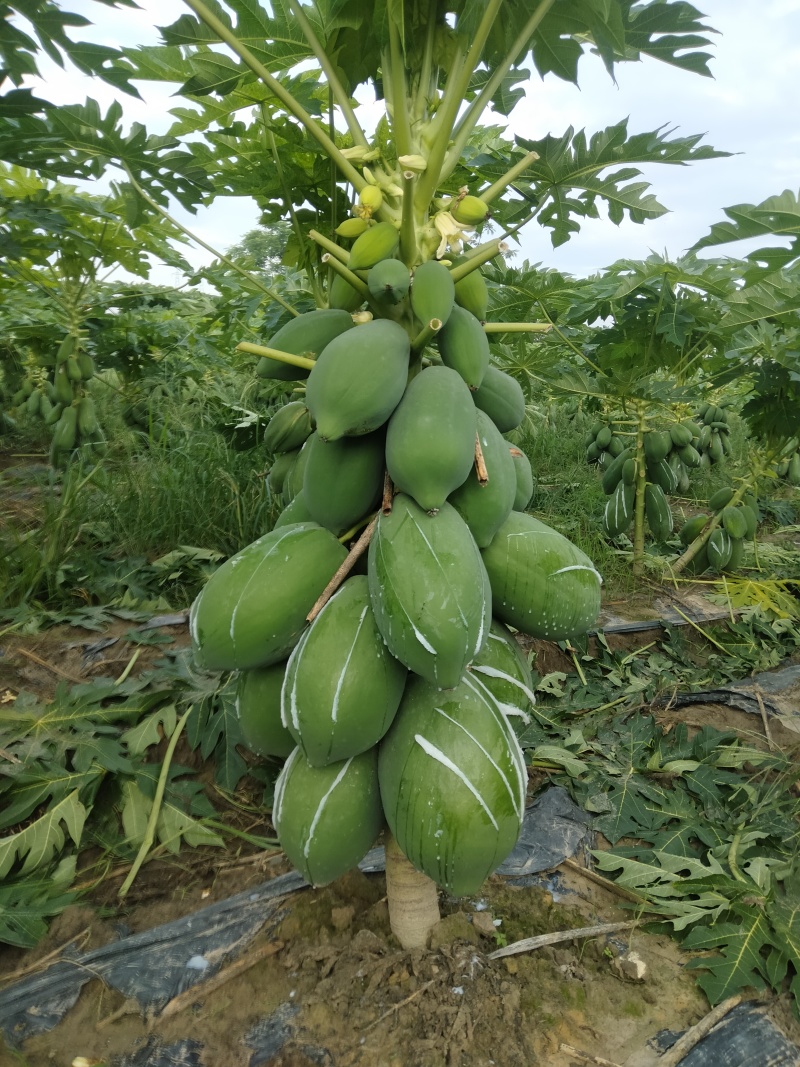 青木瓜