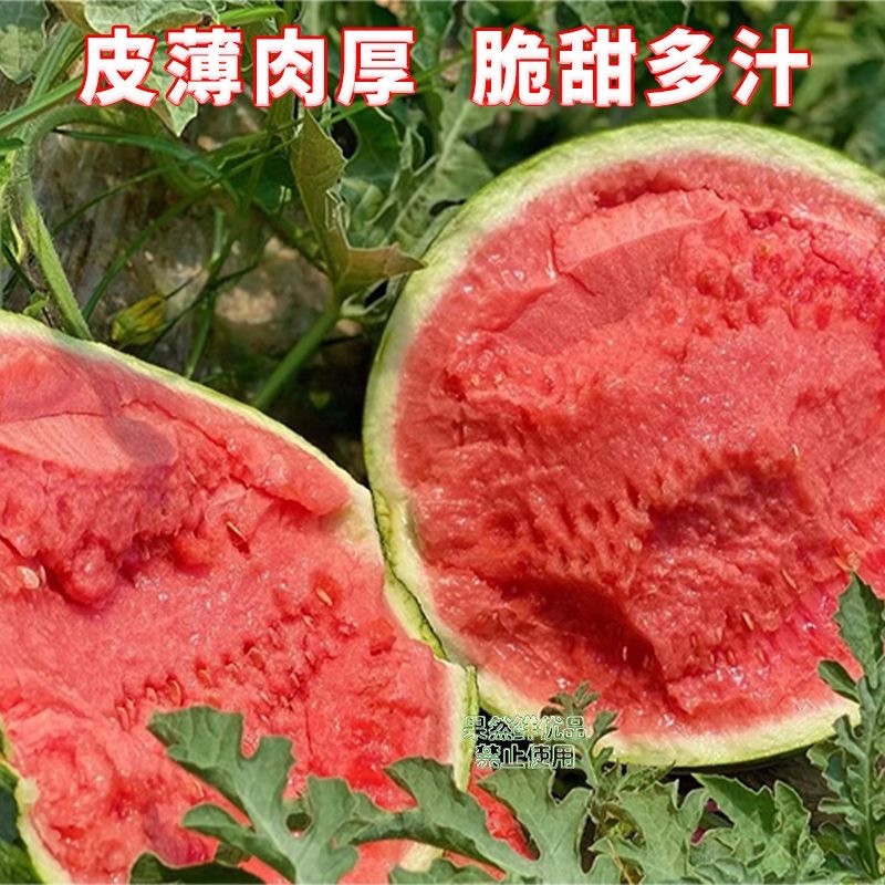 精品美都西瓜，产地直供市场，电商，商超。