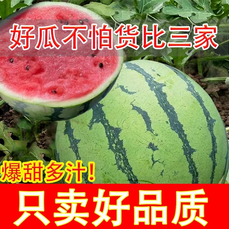精品美都西瓜，产地直供市场，电商，商超。
