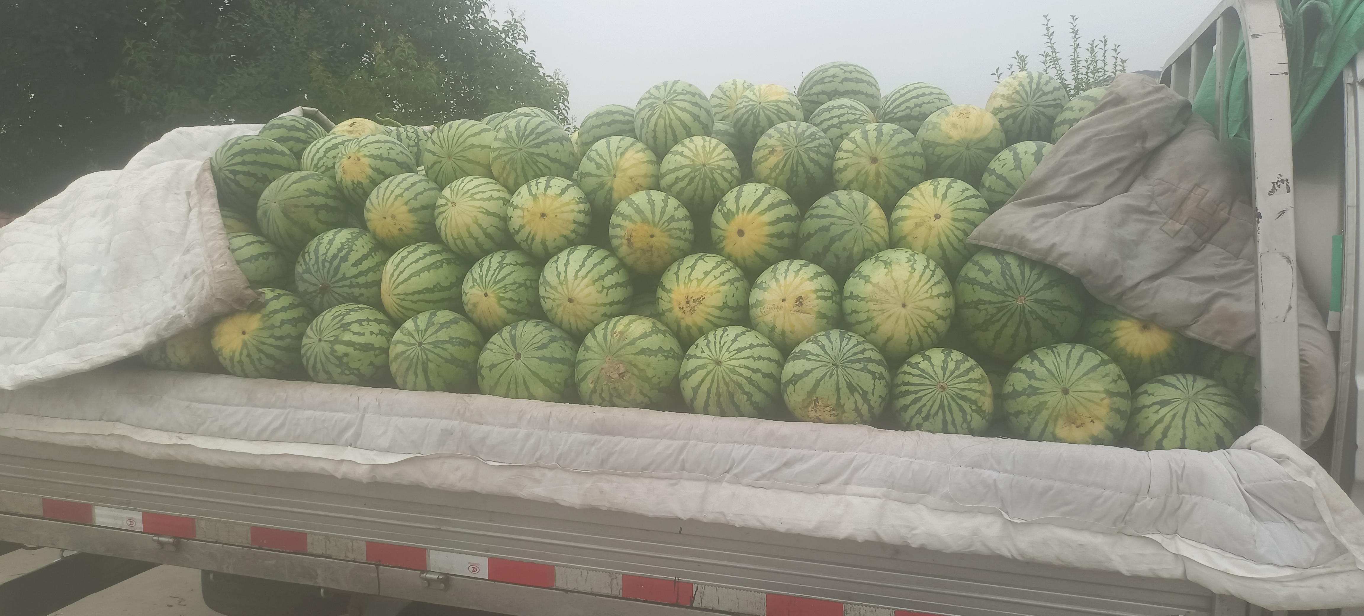 展示金美都西瓜在超市货架上的陈列情况,包装精美,标签清晰可见 金美都西瓜在超市货架上陈列展示