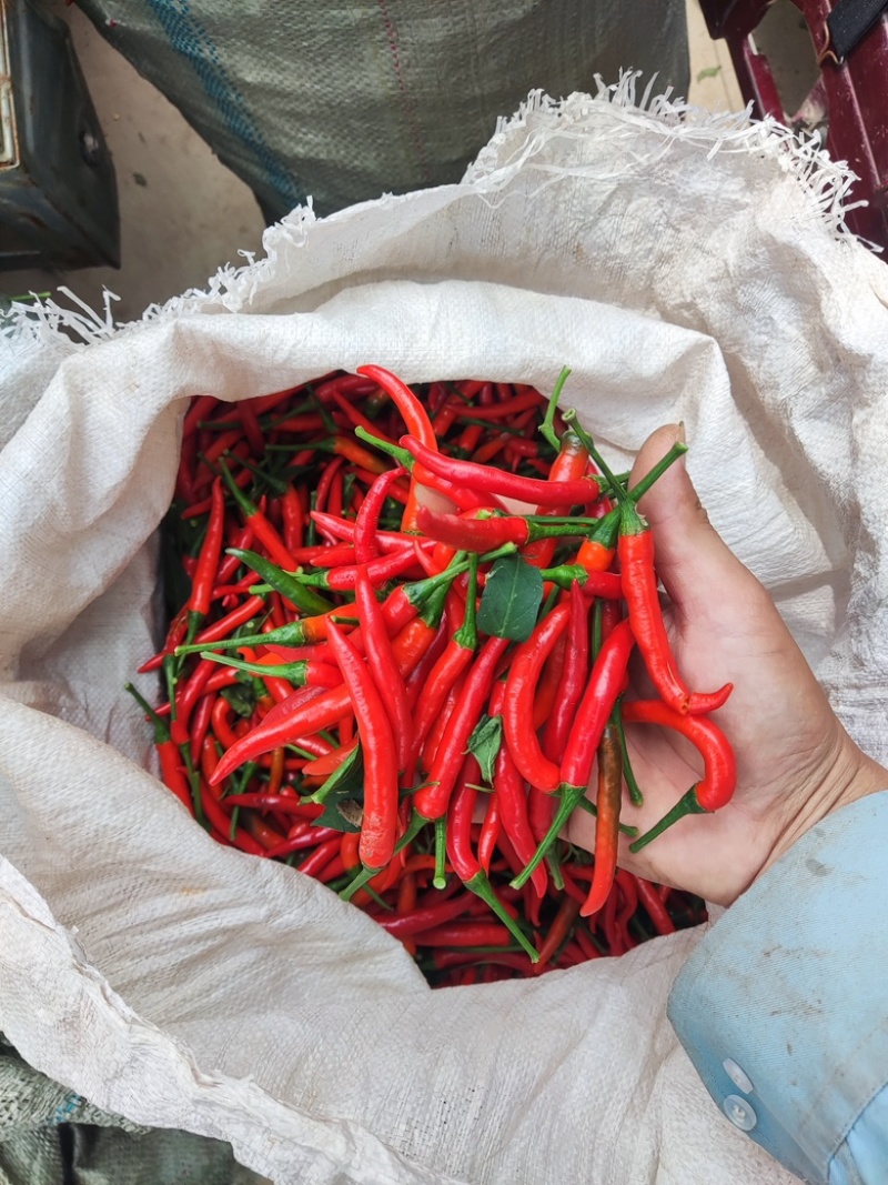 河南301辣椒，小米椒产地直发，量大品质保证