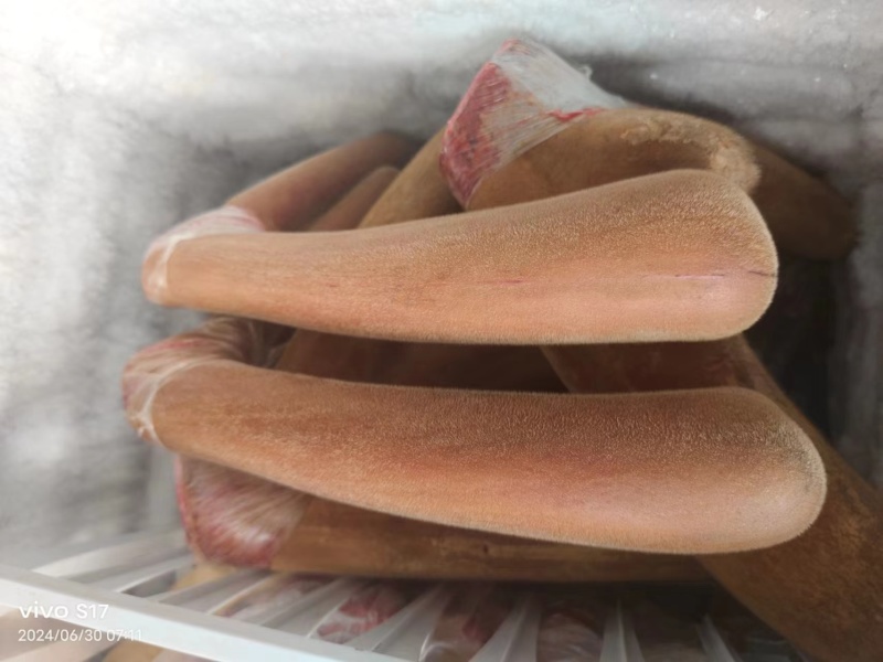 吉林鹿乡鹿茸鹿茸片大量现货质量保证，诚信经营欢迎咨询