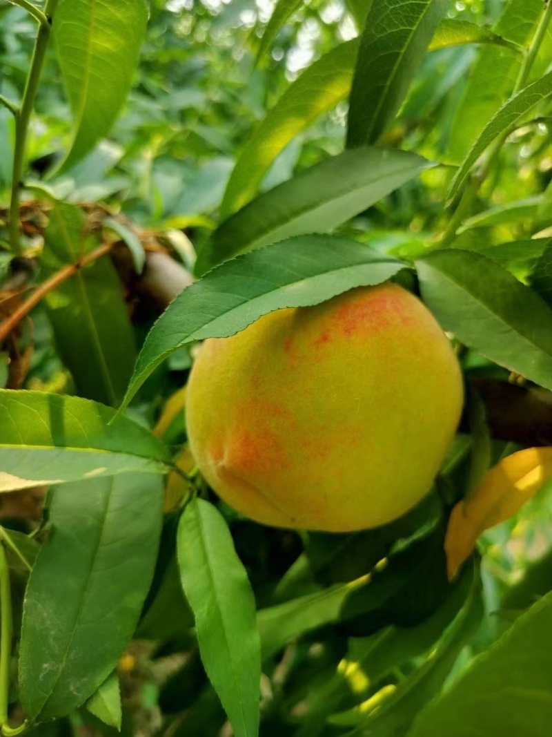 八三黄桃