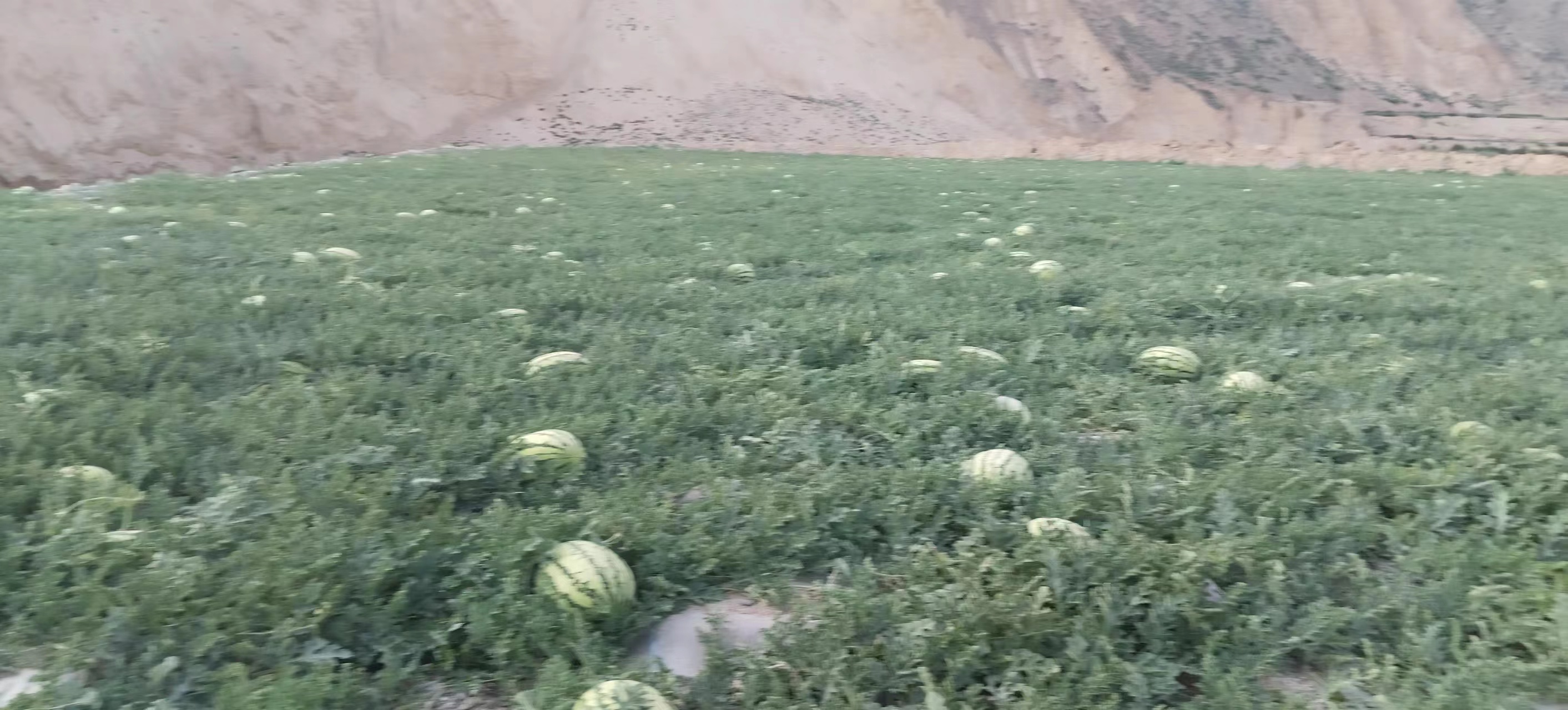 沙地西州蜜瓜的种植环境