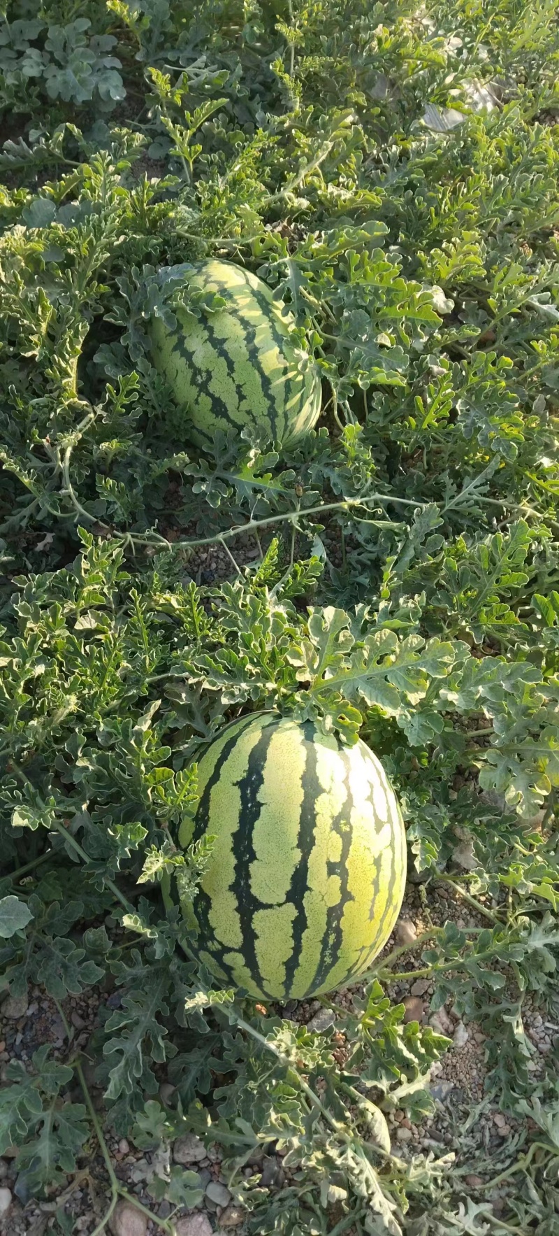 西砂瓜，金花！大型瓜！小薄皮，大红瓤！