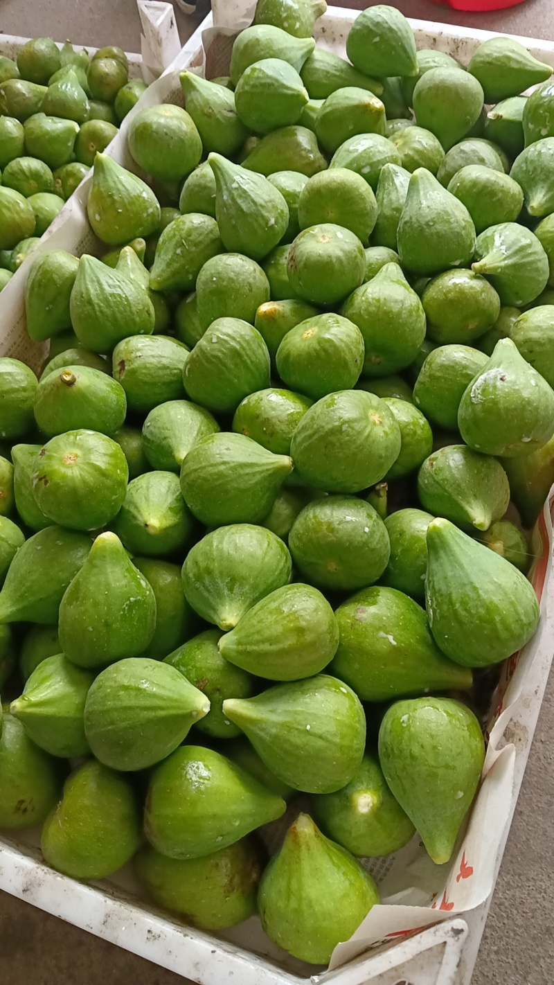 青皮无花果，熟果开始有量
