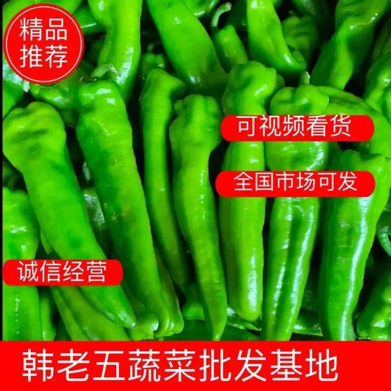 【精品】牛角椒山西应县新鲜辣椒尖椒产地直供量大质优