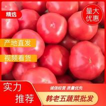 【推荐】西红柿山西应县西红柿产地直发量大质优欢迎来电