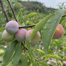 四川正宗脱骨李半边红茵红李