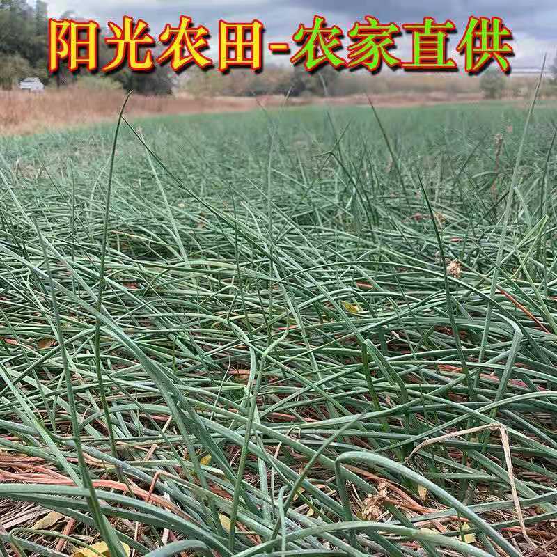 荞头现挖新鲜藠头湖南农家自种茭头应季蔬菜教头荞头大个批发