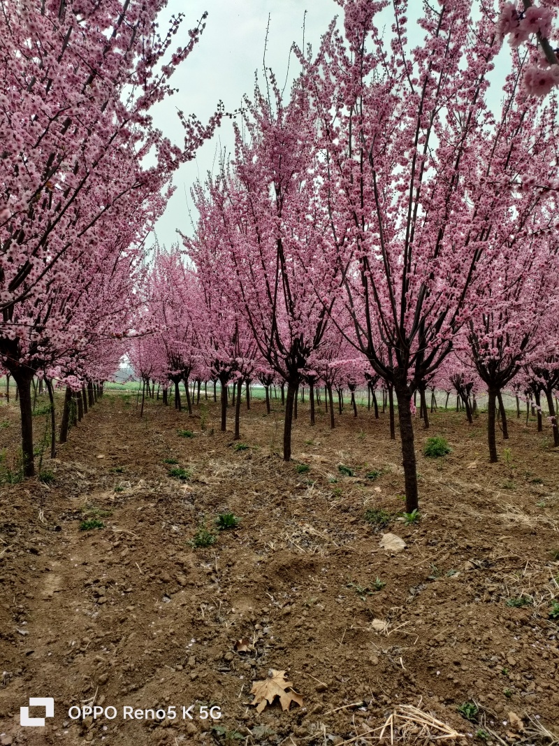基地出售美人梅地径4公分5公分6公分树形优美