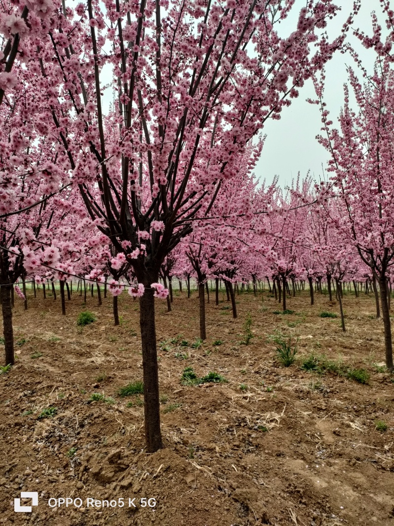基地出售美人梅地径4公分5公分6公分树形优美