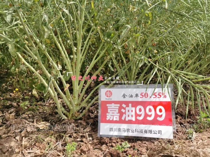嘉油999油菜种籽榨油香油菜籽种子四川油菜种子含油量高