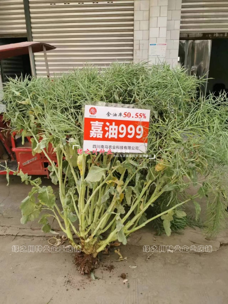 嘉油999油菜种籽榨油香油菜籽种子四川油菜种子含油量高