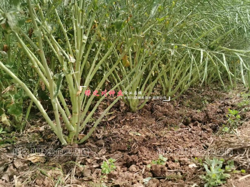嘉油999油菜种籽榨油香油菜籽种子四川油菜种子含油量高