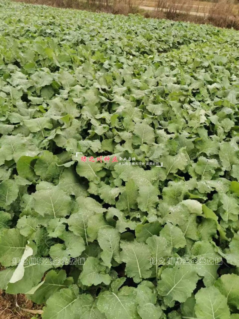 嘉油999油菜种籽榨油香油菜籽种子四川油菜种子含油量高