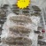 鲜食辽参大连辽参即食海参免发海参鲜蒸海参工厂批发价