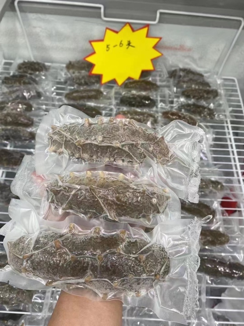 鲜食辽参大连辽参即食海参免发海参鲜蒸海参工厂批发价