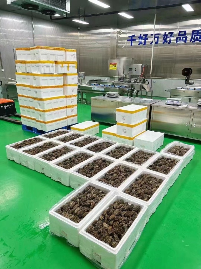 鲜食辽参大连辽参即食海参免发海参鲜蒸海参工厂批发价