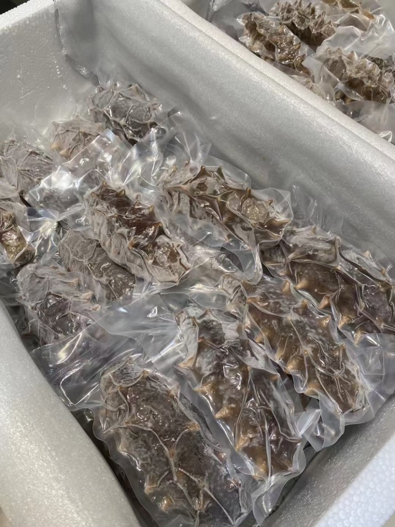 鲜食辽参大连辽参即食海参免发海参鲜蒸海参工厂批发价
