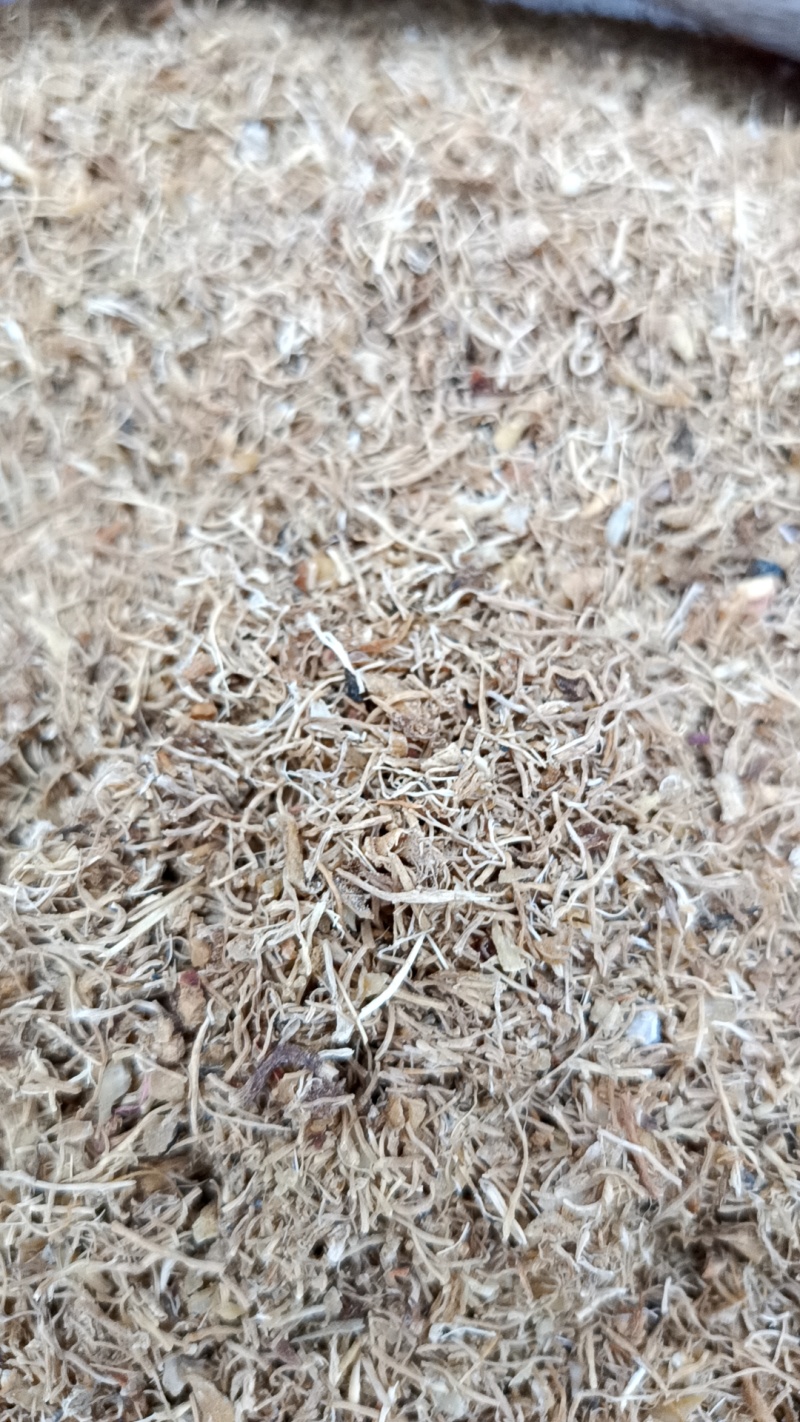 玉竹毛须