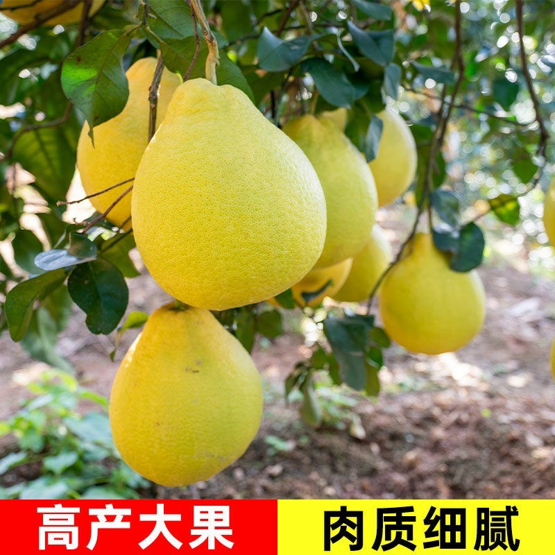 沙田柚树苗嫁接苗当年结果特大庭院果苗红心白心密柚苗