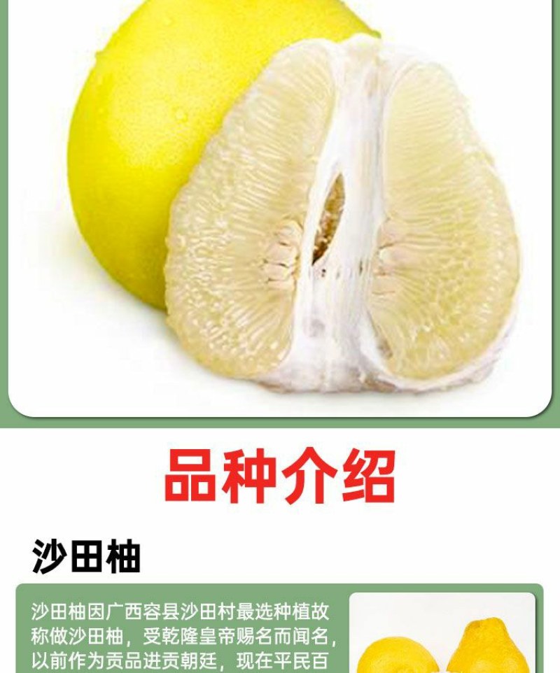 沙田柚树苗嫁接苗当年结果特大庭院果苗红心白心密柚苗
