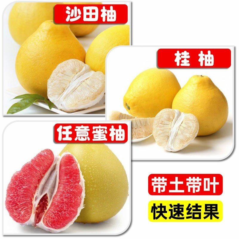 沙田柚树苗嫁接苗当年结果特大庭院果苗红心白心密柚苗
