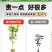 沙田柚树苗嫁接苗当年结果特大庭院果苗红心白心密柚苗