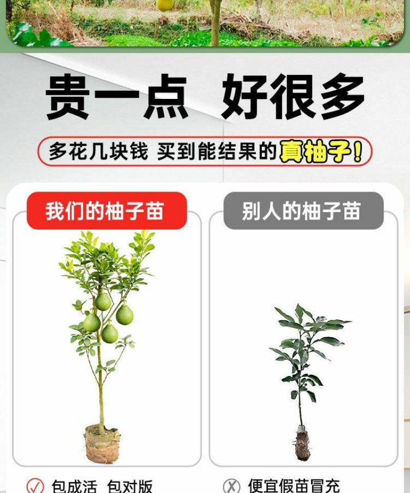 沙田柚树苗嫁接苗当年结果特大庭院果苗红心白心密柚苗