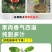 沙田柚树苗嫁接苗当年结果特大庭院果苗红心白心密柚苗