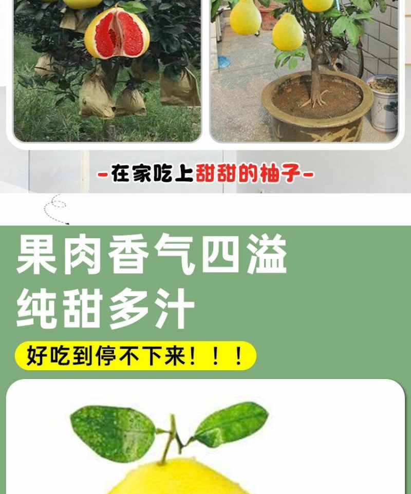 沙田柚树苗嫁接苗当年结果特大庭院果苗红心白心密柚苗