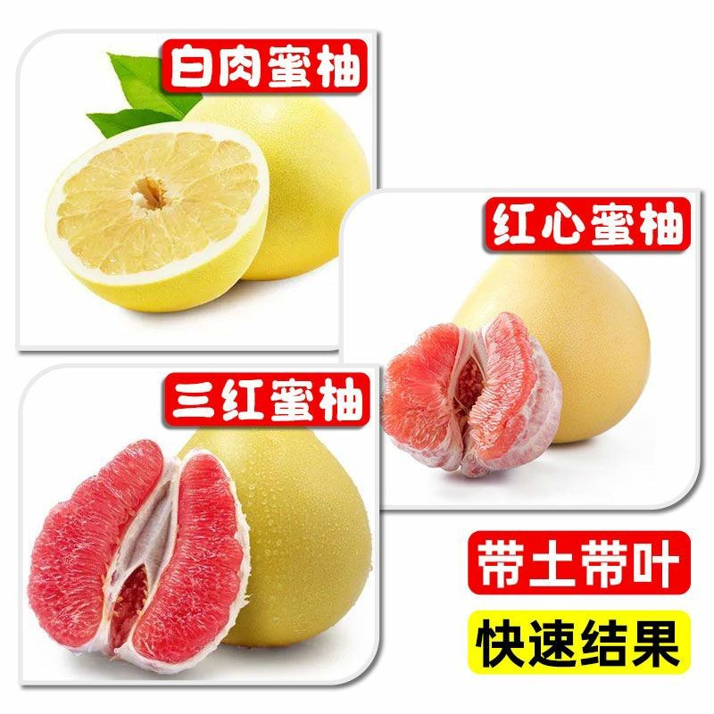 沙田柚树苗嫁接苗当年结果特大庭院果苗红心白心密柚苗