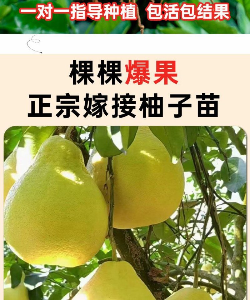 沙田柚树苗嫁接苗当年结果特大庭院果苗红心白心密柚苗
