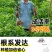 沙田柚树苗嫁接苗当年结果特大庭院果苗红心白心密柚苗