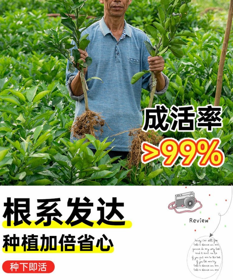 沙田柚树苗嫁接苗当年结果特大庭院果苗红心白心密柚苗