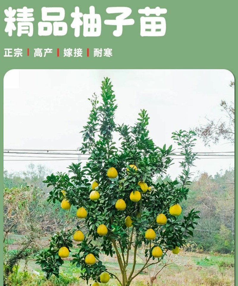 沙田柚树苗嫁接苗当年结果特大庭院果苗红心白心密柚苗