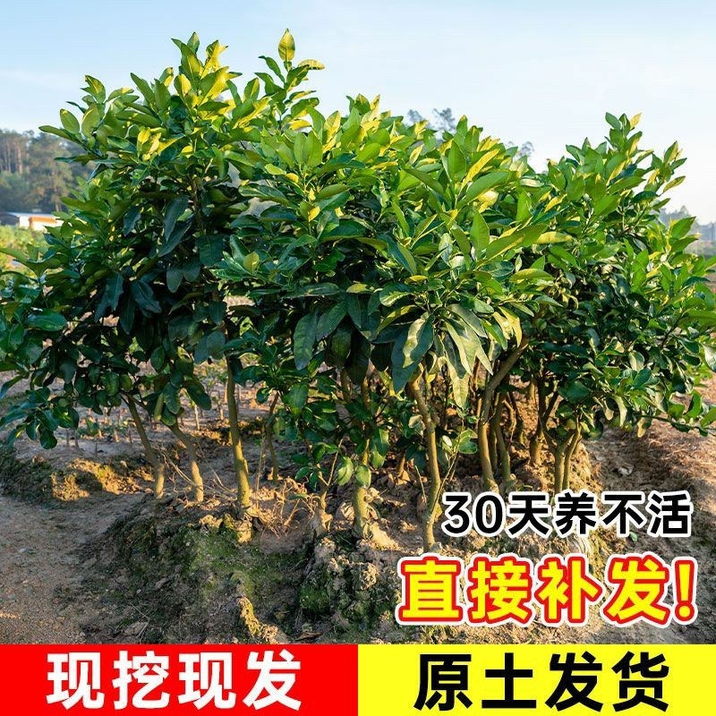 沙田柚树苗嫁接苗当年结果特大庭院果苗红心白心密柚苗