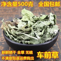 包邮车前草干野生车前草茶车前草金钱草茶整棵全草切片车轮菜