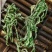 包邮车前草干野生车前草茶车前草金钱草茶整棵全草切片车轮菜