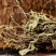 包邮车前草干野生车前草茶车前草金钱草茶整棵全草切片车轮菜