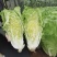 四季火娃快菜种子甜嫩美味速生小白菜种籽无毛快菜种子基地