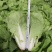 四季火娃快菜种子甜嫩美味速生小白菜种籽无毛快菜种子基地